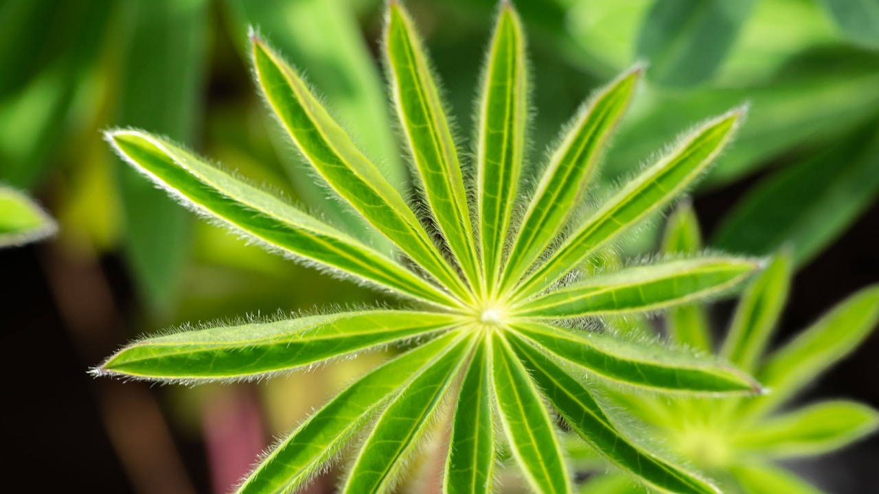 Exploring the Potential of Cannabis for Symptom Relief in Advanced Pancreatic Cancer